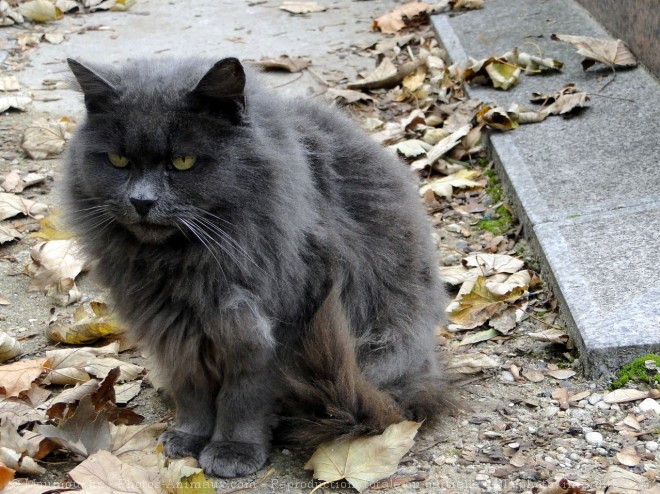 Photo de Chat domestique