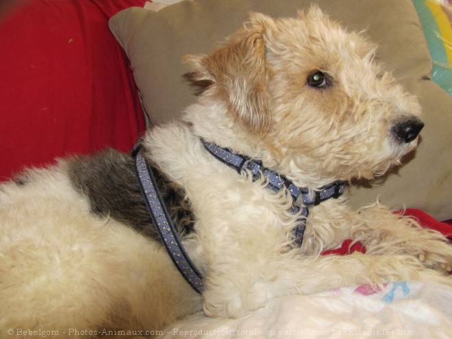 Photo de Fox terrier  poil dur