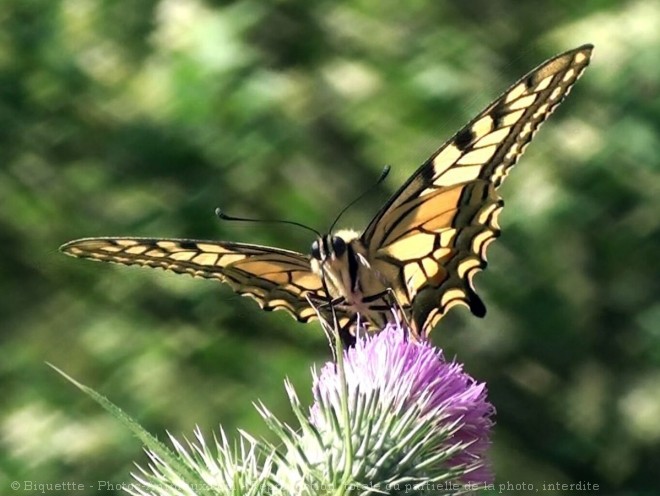 Photo de Papillon - machaon