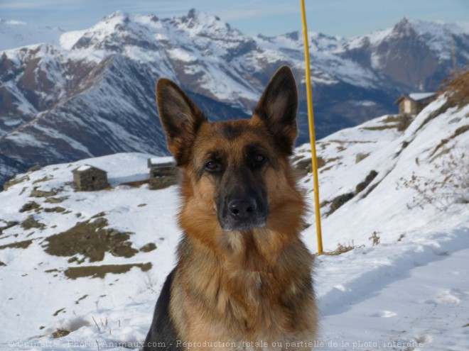 Photo de Berger allemand  poil court