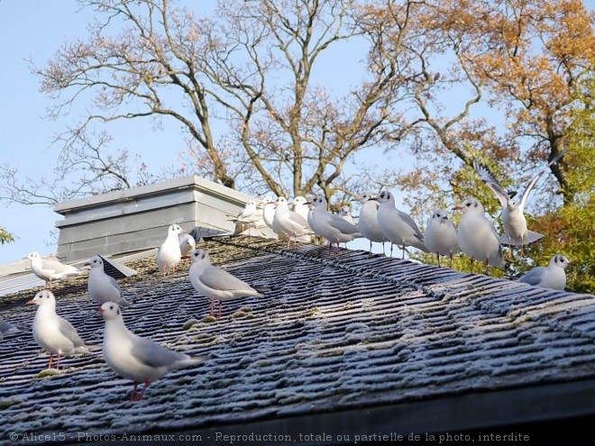 Photo de Mouette