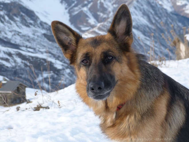 Photo de Berger allemand  poil court