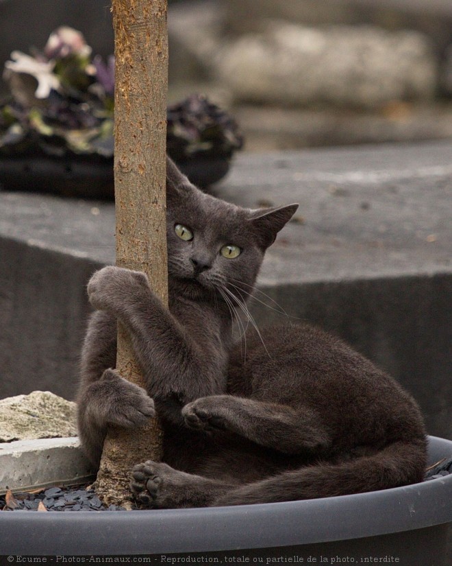 Photo de Chat domestique