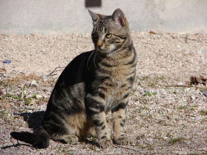 Photo de Chat domestique