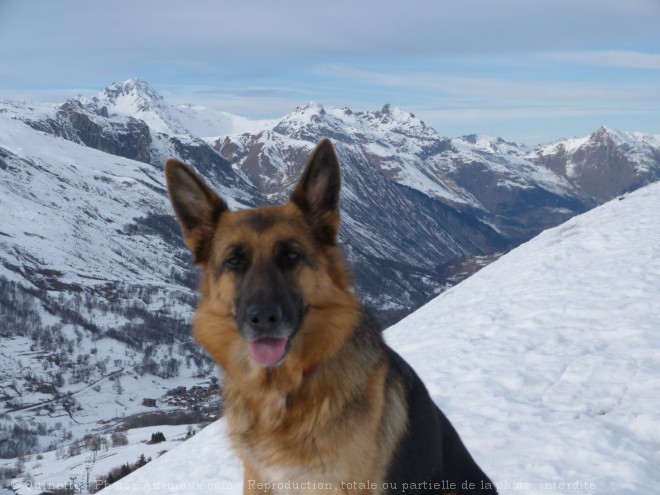 Photo de Berger allemand  poil court