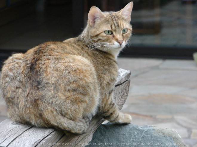 Photo de Chat domestique