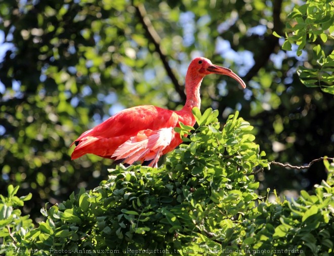 Photo d'Ibis rouge