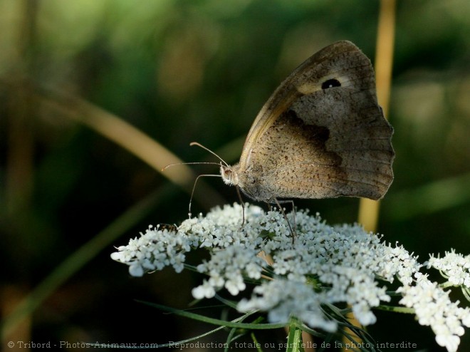 Photo de Papillon