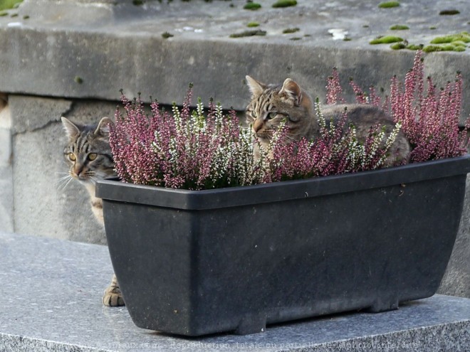 Photo de Chat domestique