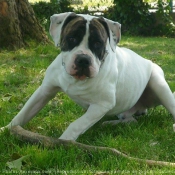 Photo de Bulldog americain