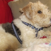 Photo de Fox terrier  poil dur