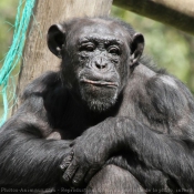 Photo de Singe - chimpanz