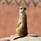 Photo de Suricate