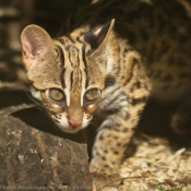 Photo de Chat lopard du bengale