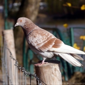 Photo de Pigeon