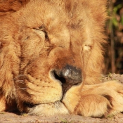 Photo de Lion