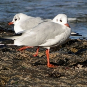 Photo de Mouette