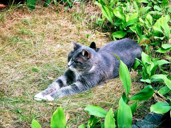 Photo de Chat domestique