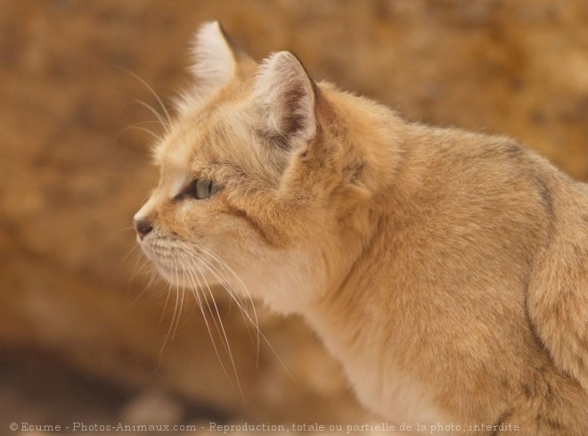 Photo de Chat des sables