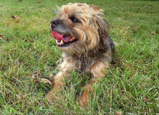 Photo de Border terrier