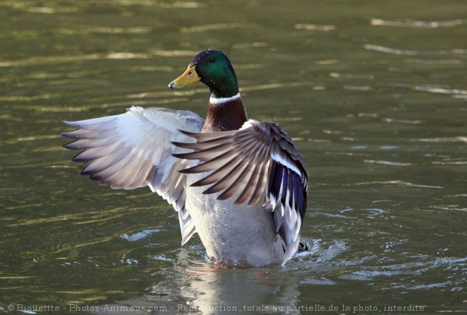 Photo de Canard colvert