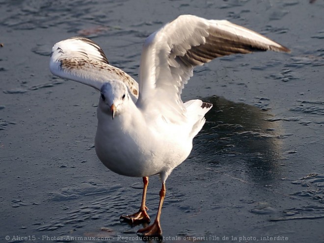 Photo de Mouette