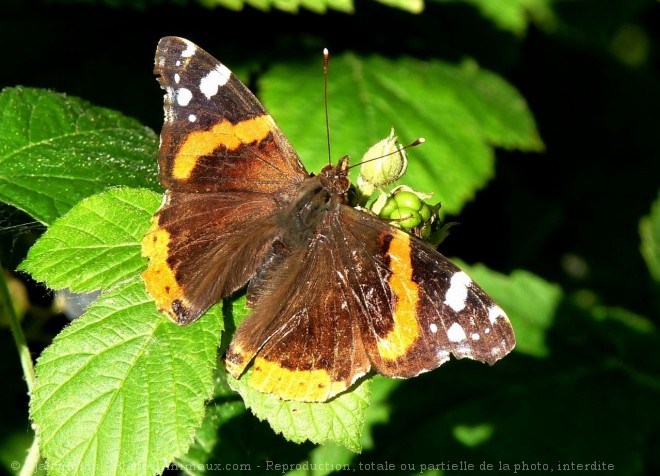 Photo de Papillon - vulcain