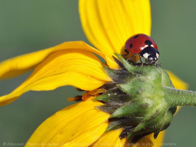 Photo de Coccinelle