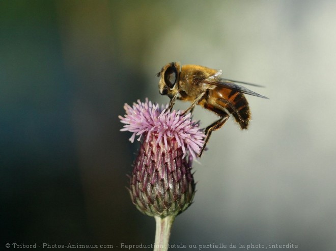 Photo de Mouche