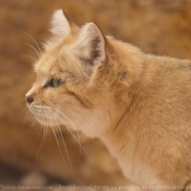 Photo de Chat des sables