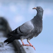 Photo de Pigeon