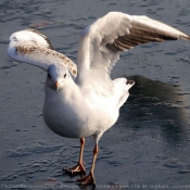 Photo de Mouette