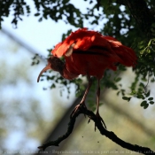 Photo d'Ibis rouge