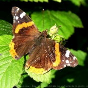 Photo de Papillon - vulcain