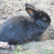 Photo de Lapin