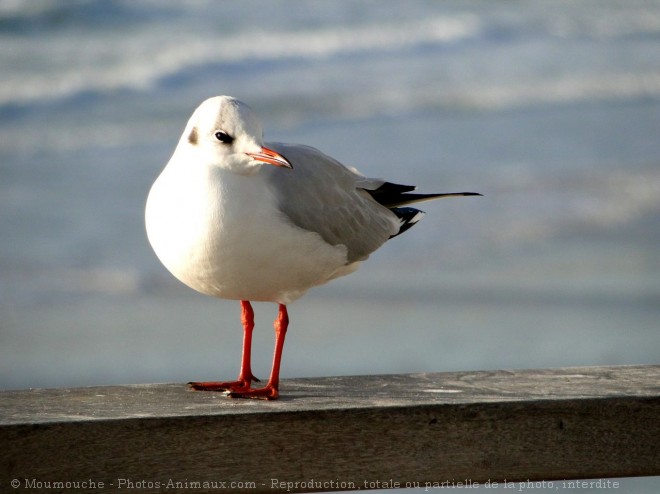 Photo de Mouette