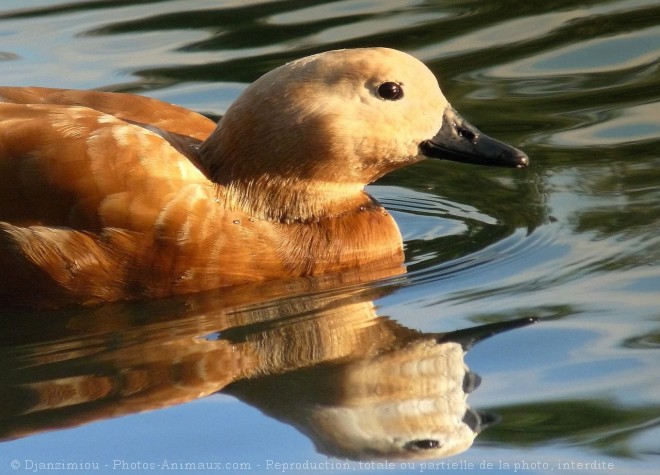 Photo de Canard tadorne casarca