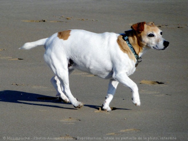 Photo de Jack russell terrier