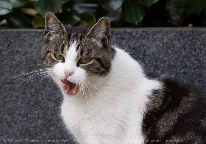 Photo de Chat domestique