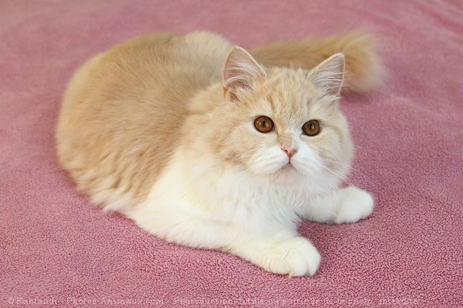 Photo de British longhair