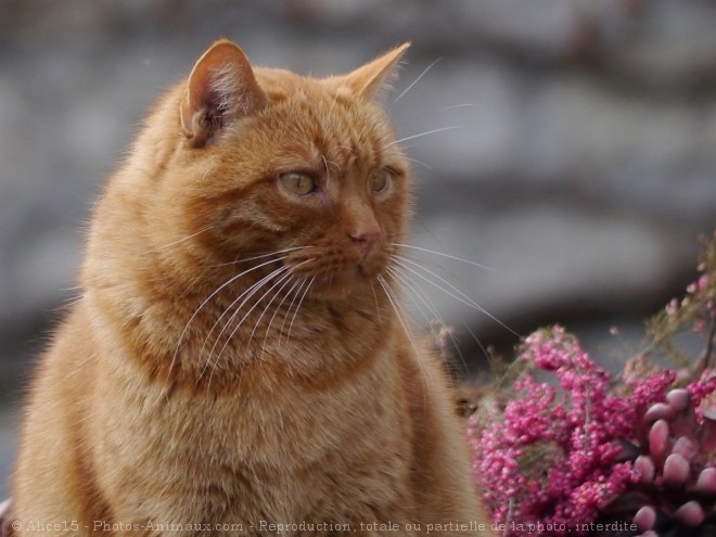 Photo de Chat domestique