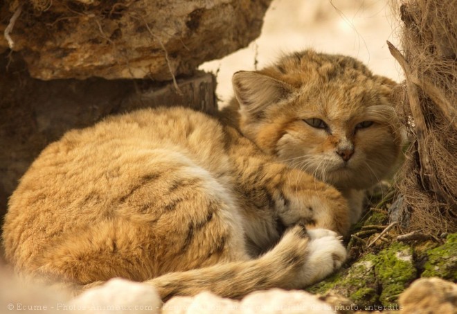 Photo de Chat des sables