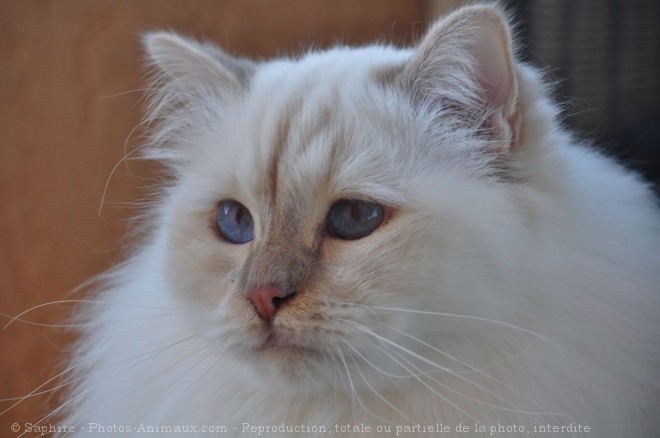 Photo de Sacr de birmanie