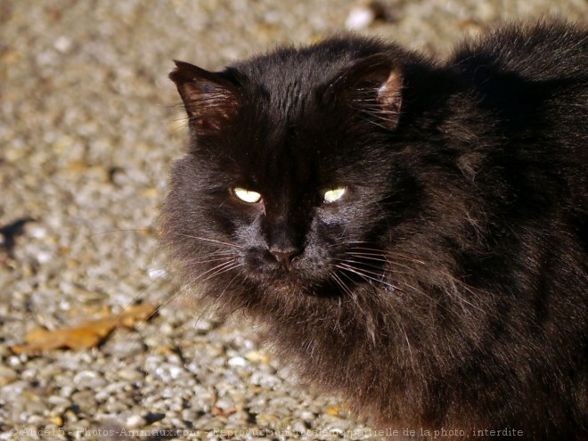 Photo de Chat domestique