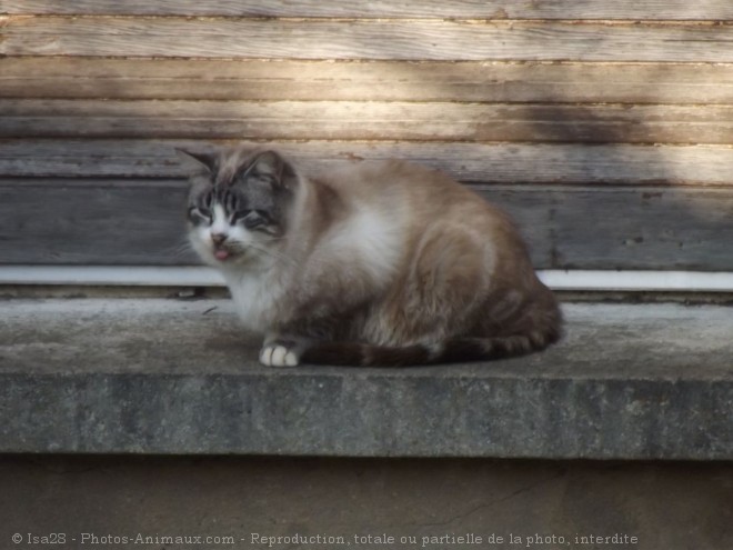 Photo de Chat domestique