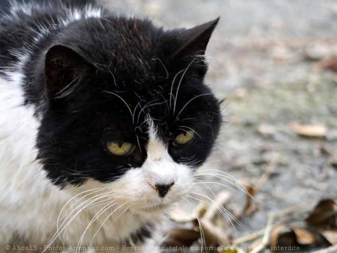 Photo de Chat domestique