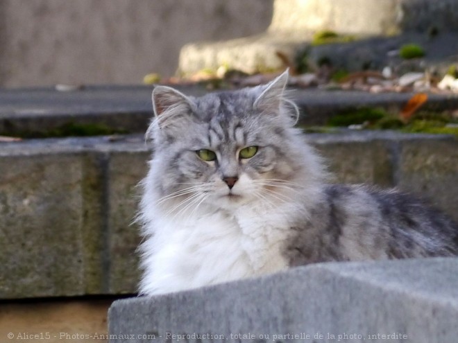 Photo de Chat domestique