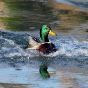 Photo de Canard colvert