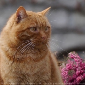 Photo de Chat domestique