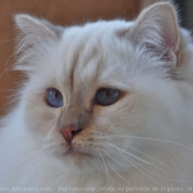 Photo de Sacr de birmanie